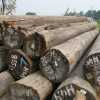 供應(yīng)高檔梢木（油梢、鐵梢）