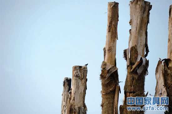 紫薇樹(shù)皮已干枯脫落。記者王從啟/攝src="http://www.91xiaowai.com/file/upload/201207/18/14-00-48-68-1.jpg"