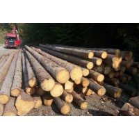 金威歐洲云杉原木 杉木 實(shí)木 ABC級(jí) 原材料木材