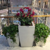 哈爾濱花卉|哈爾濱綠植租擺-來(lái)哈爾濱優(yōu)悅花卉買(mǎi)